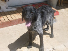 ALMOND, Hund, Mischlingshund in Bulgarien - Bild 5