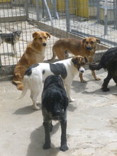 ALMOND, Hund, Mischlingshund in Bulgarien - Bild 6