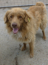 DEXTER, Hund, Mischlingshund in Bulgarien - Bild 1