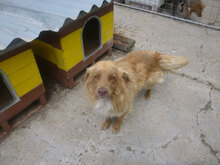 DEXTER, Hund, Mischlingshund in Bulgarien - Bild 3
