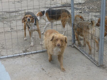 DEXTER, Hund, Mischlingshund in Bulgarien - Bild 4
