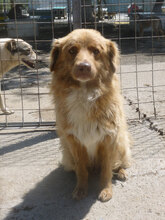 DEXTER, Hund, Mischlingshund in Bulgarien - Bild 5