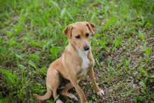 ZELDA, Hund, Mischlingshund in Kroatien - Bild 1
