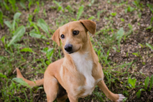 ZELDA, Hund, Mischlingshund in Kroatien - Bild 2