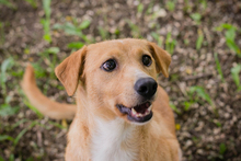 ZELDA, Hund, Mischlingshund in Kroatien - Bild 3