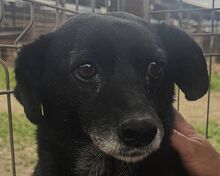 TRUDI, Hund, Mischlingshund in Rumänien - Bild 1