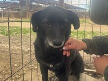 TRUDI, Hund, Mischlingshund in Rumänien - Bild 10