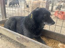 TRUDI, Hund, Mischlingshund in Rumänien - Bild 4