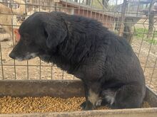 TRUDI, Hund, Mischlingshund in Rumänien - Bild 6