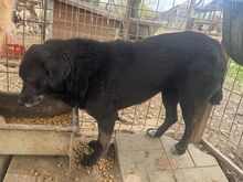 TRUDI, Hund, Mischlingshund in Rumänien - Bild 7