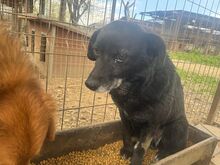TRUDI, Hund, Mischlingshund in Rumänien - Bild 8