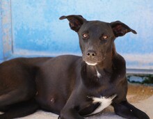 FEDERICA, Hund, Mischlingshund in Italien - Bild 1