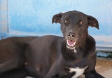 FEDERICA, Hund, Mischlingshund in Italien - Bild 2