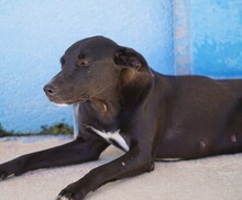 FEDERICA, Hund, Mischlingshund in Italien - Bild 3