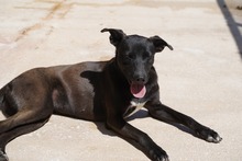 FEDERICA, Hund, Mischlingshund in Italien - Bild 5