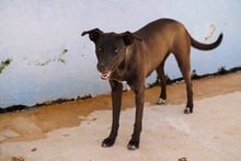 FEDERICA, Hund, Mischlingshund in Italien - Bild 6