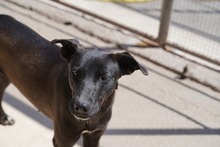 FEDERICA, Hund, Mischlingshund in Italien - Bild 7