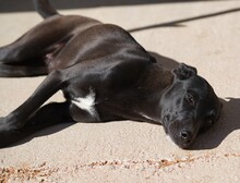 FEDERICA, Hund, Mischlingshund in Italien - Bild 8