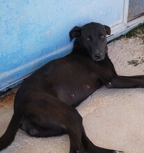 FEDERICA, Hund, Mischlingshund in Italien - Bild 9