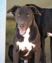 FRANKLIN, Hund, Mischlingshund in Italien - Bild 1