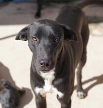 FRANKLIN, Hund, Mischlingshund in Italien - Bild 2