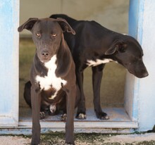 FRANKLIN, Hund, Mischlingshund in Italien - Bild 4
