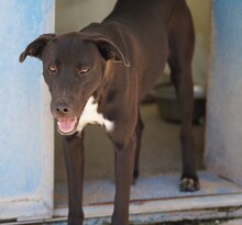 FRANKLIN, Hund, Mischlingshund in Italien - Bild 5
