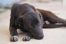 FRANKLIN, Hund, Mischlingshund in Italien - Bild 6