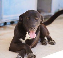 FRANKLIN, Hund, Mischlingshund in Italien - Bild 7