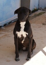 FRANKLIN, Hund, Mischlingshund in Italien - Bild 8