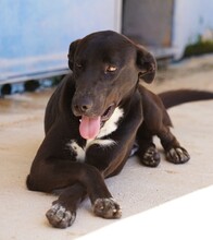 FRANKLIN, Hund, Mischlingshund in Italien - Bild 9