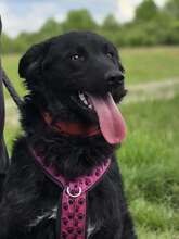 JANJA, Hund, Kroatischer Schäferhund-Mix in Kroatien - Bild 1