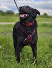 JANJA, Hund, Kroatischer Schäferhund-Mix in Kroatien - Bild 10