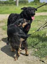 JANJA, Hund, Kroatischer Schäferhund-Mix in Kroatien - Bild 11