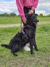 JANJA, Hund, Kroatischer Schäferhund-Mix in Kroatien - Bild 2