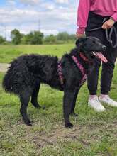 JANJA, Hund, Kroatischer Schäferhund-Mix in Kroatien - Bild 3