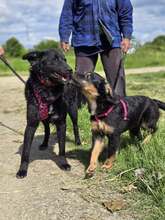 JANJA, Hund, Kroatischer Schäferhund-Mix in Kroatien - Bild 5