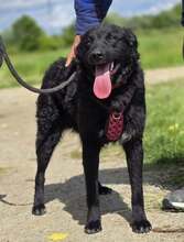 JANJA, Hund, Kroatischer Schäferhund-Mix in Kroatien - Bild 6