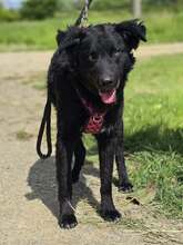 JANJA, Hund, Kroatischer Schäferhund-Mix in Kroatien - Bild 7
