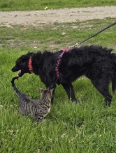 JANJA, Hund, Kroatischer Schäferhund-Mix in Kroatien - Bild 8