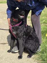 JANJA, Hund, Kroatischer Schäferhund-Mix in Kroatien - Bild 9