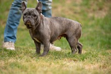 RAVINA, Hund, Französische Bulldogge in Ungarn - Bild 1