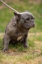 RAVINA, Hund, Französische Bulldogge in Ungarn - Bild 10