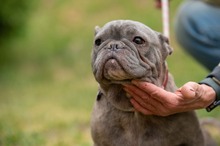 RAVINA, Hund, Französische Bulldogge in Ungarn - Bild 2