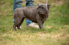 RAVINA, Hund, Französische Bulldogge in Ungarn - Bild 3