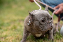 RAVINA, Hund, Französische Bulldogge in Ungarn - Bild 4
