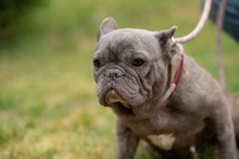 RAVINA, Hund, Französische Bulldogge in Ungarn - Bild 5