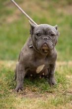 RAVINA, Hund, Französische Bulldogge in Ungarn - Bild 6