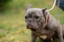 RAVINA, Hund, Französische Bulldogge in Ungarn - Bild 7