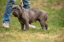 RAVINA, Hund, Französische Bulldogge in Ungarn - Bild 8